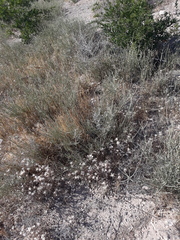 Ephedra intermedia