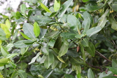 Rhizophora mucronata
