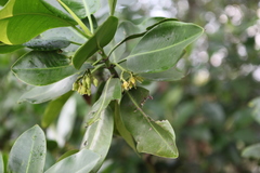 Rhizophora mucronata
