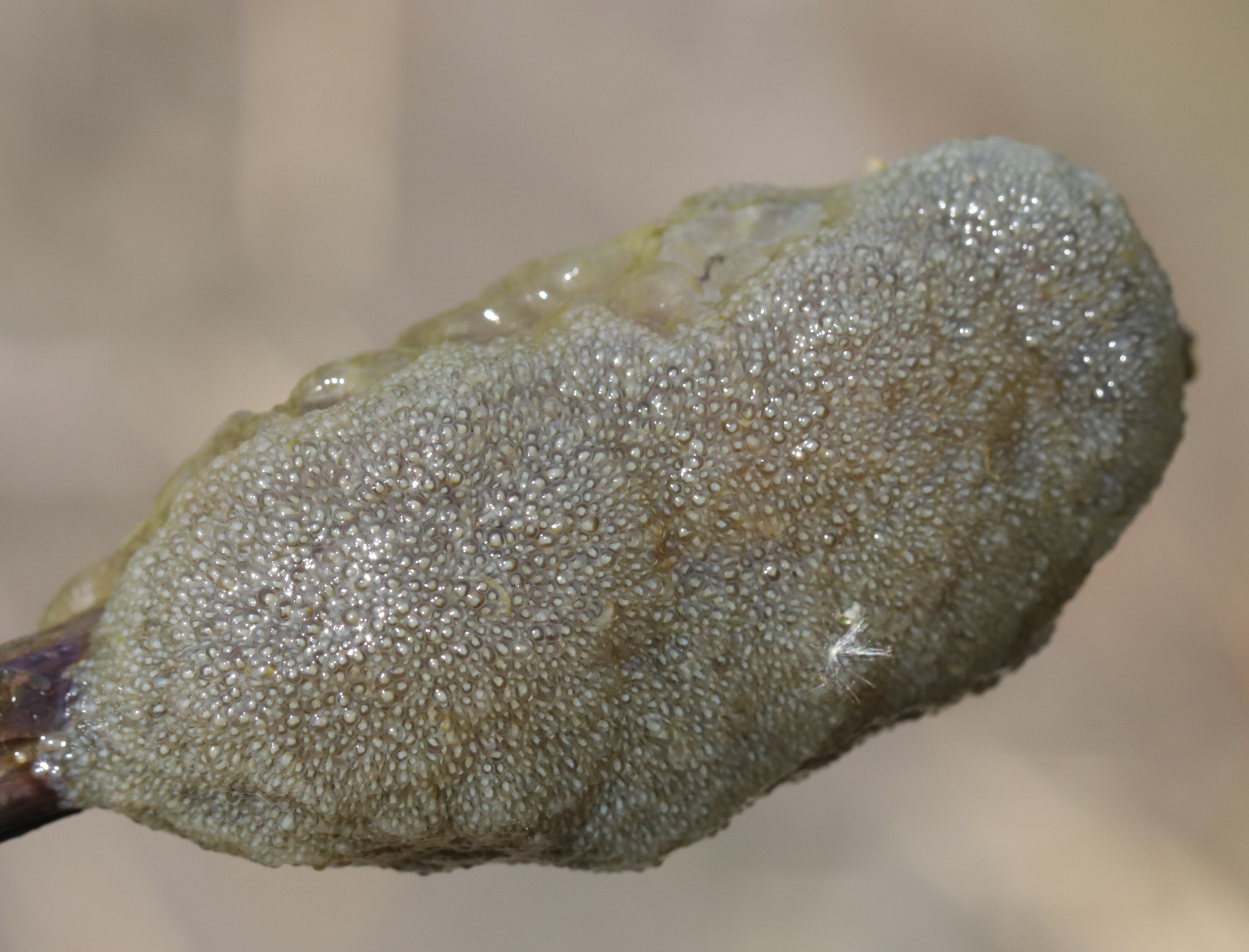 Plumatella fungosa (Pallas, 1768)