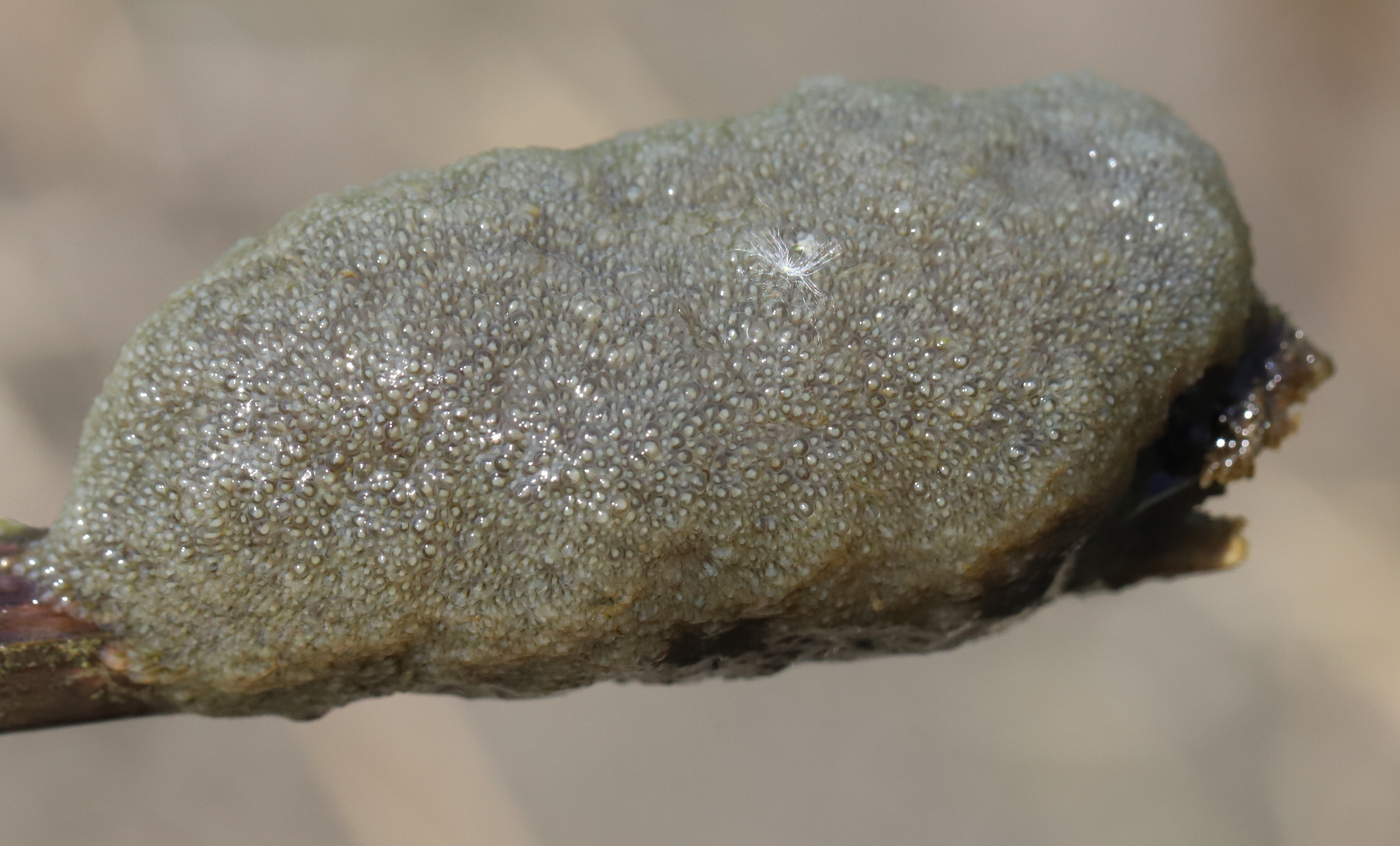 Plumatella fungosa (Pallas, 1768)