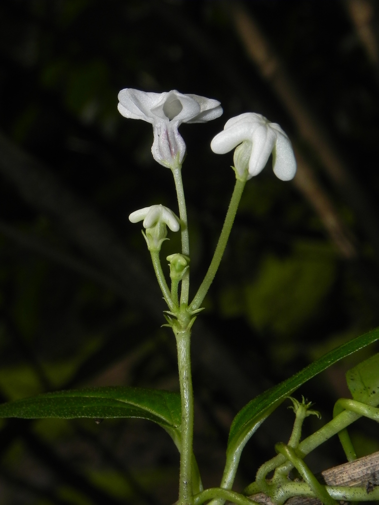 Huber's Ceropegia