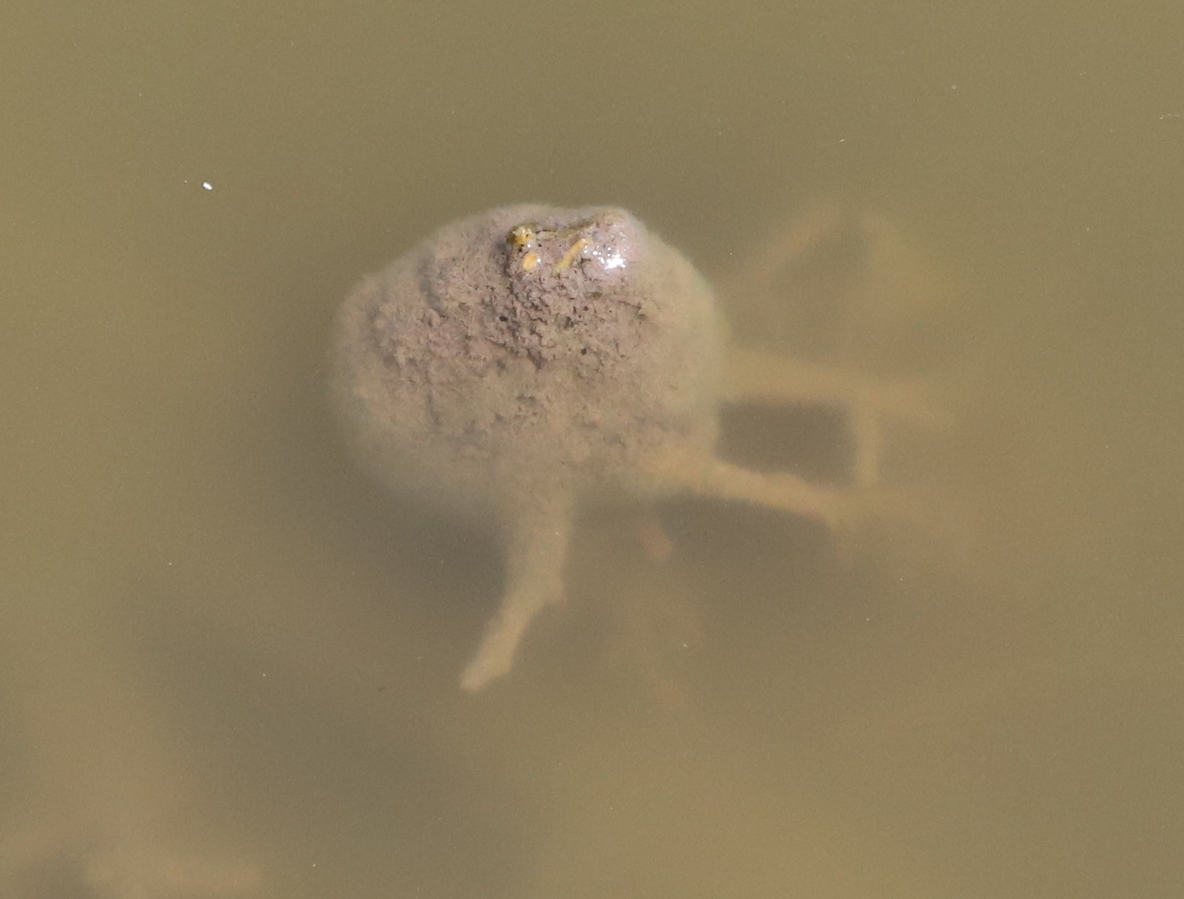 Plumatella fungosa (Pallas, 1768)