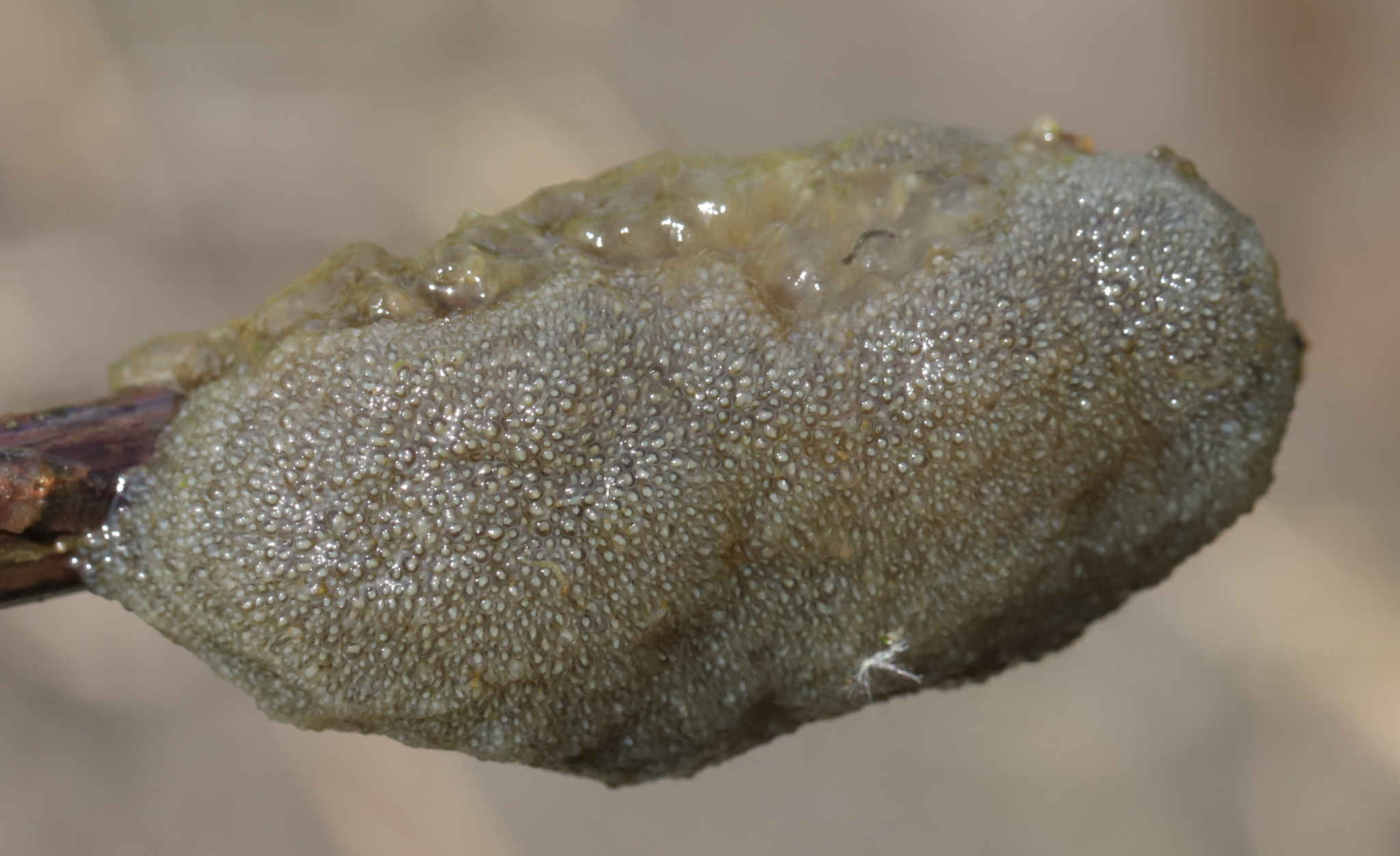 Plumatella fungosa (Pallas, 1768)