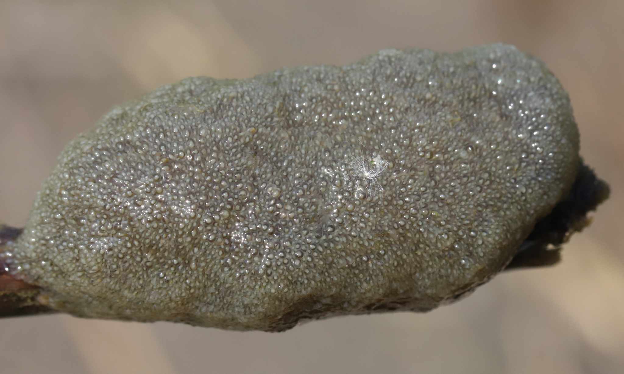 Plumatella fungosa (Pallas, 1768)
