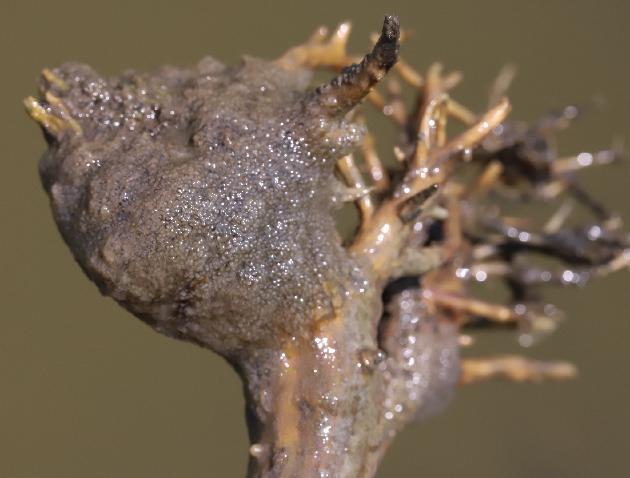 Plumatella fungosa (Pallas, 1768)