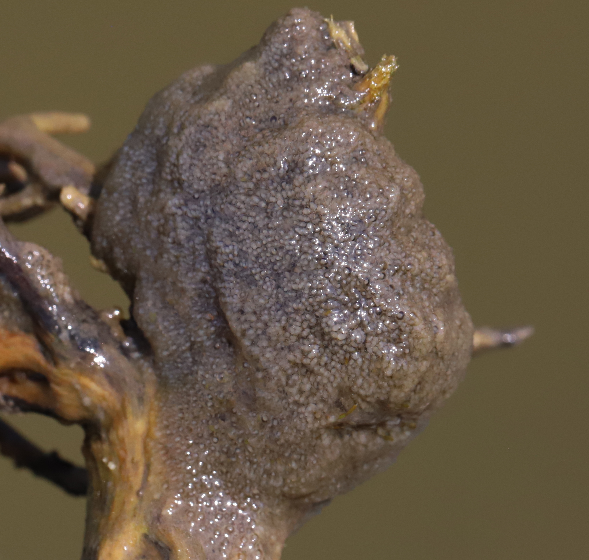 Plumatella fungosa (Pallas, 1768)