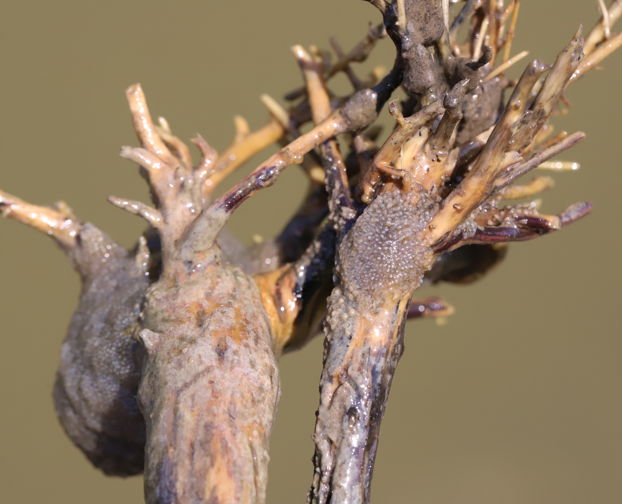 Plumatella fungosa (Pallas, 1768)