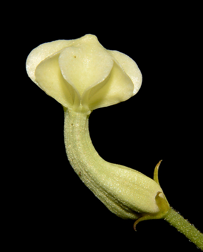 Ceropegia santapaui