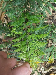 Asplenium appendiculatum maritimum