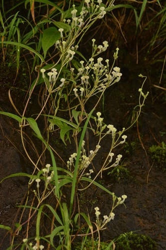 Ceropegia santapaui