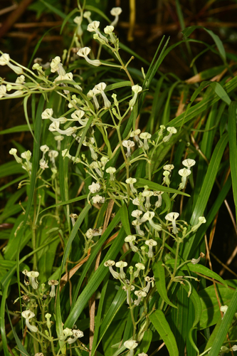 Ceropegia santapaui