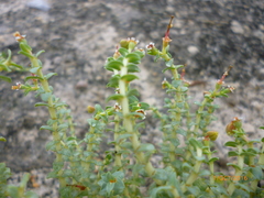 Euphorbia astyla