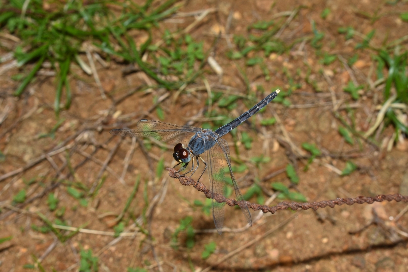 Black Marsh Skimmer
