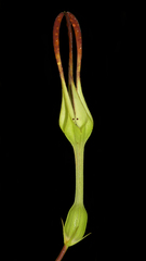 Ceropegia anantii