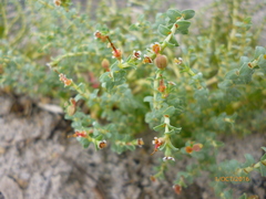 Euphorbia astyla