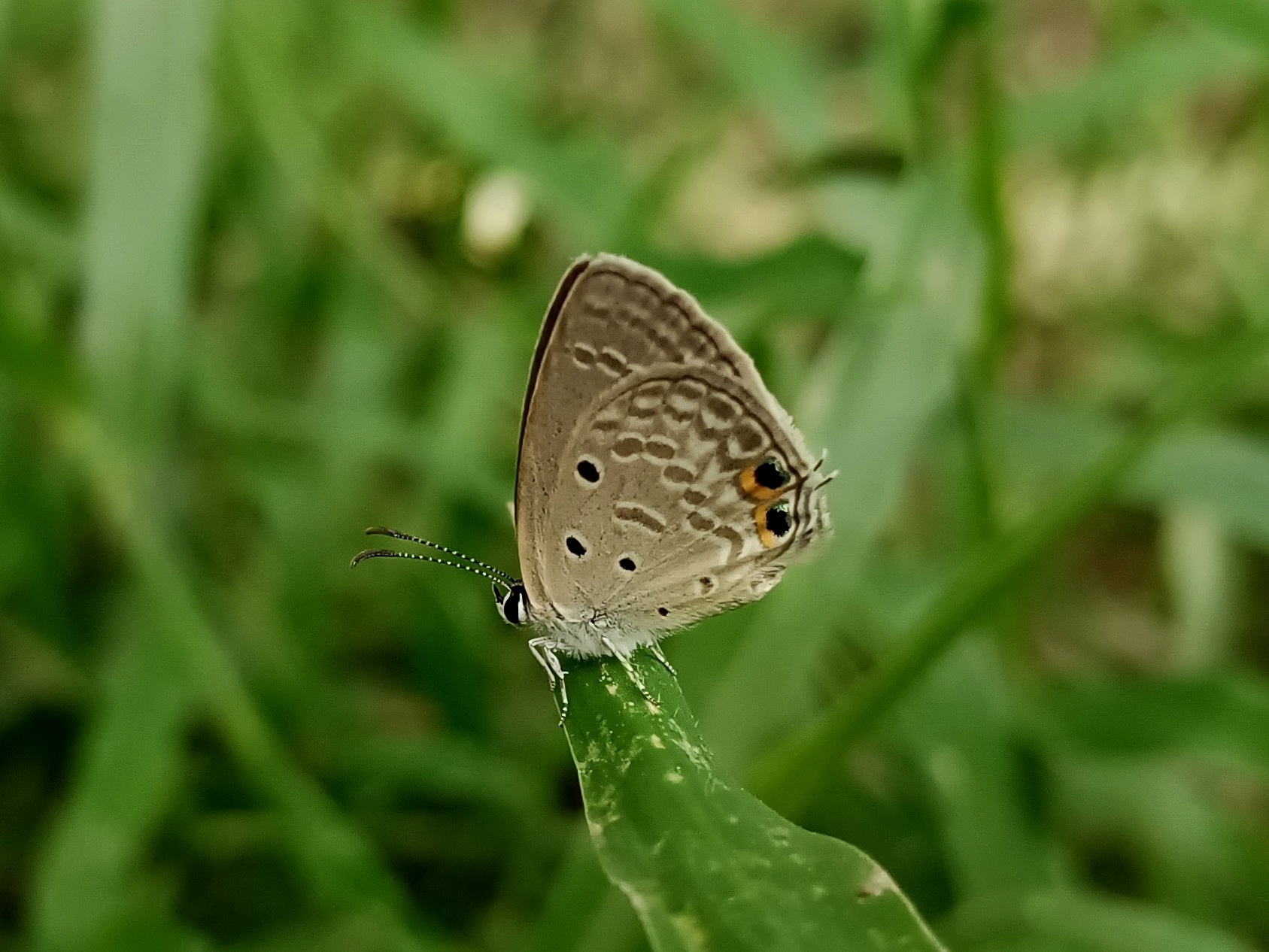 Gram Blue