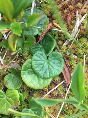 Viola palustris