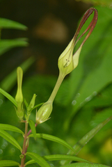 Ceropegia anantii