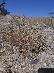 Astragalus