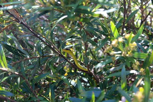 Common Tree Snake sighting