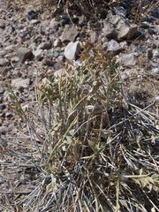 Astragalus