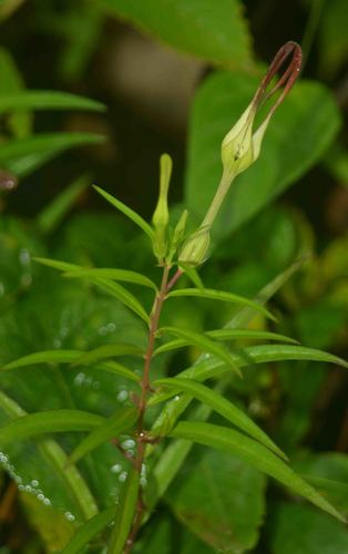 Image of Ceropegia anantii by no rights reserved