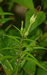 Ceropegia anantii