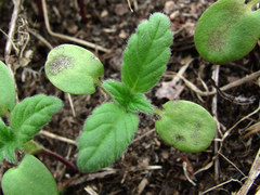Septoria galeopsidis