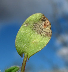 Septoria galeopsidis