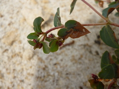 Euphorbia fruticulosa