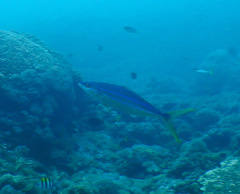 Elagatis bipinnulata