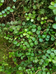 Metrosideros carminea