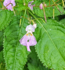 Impatiens leggei