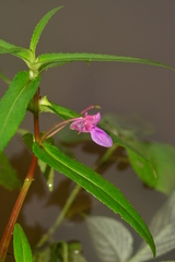 Impatiens tomentosa