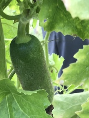 Benincasa hispida chieh-qua