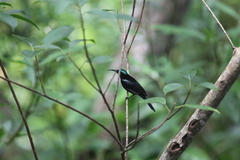 Leptocoma calcostetha