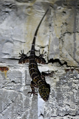 Cyrtodactylus consobrinus