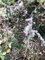Clinopodium menthifolium ascendens
