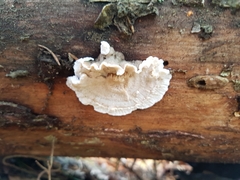 Skeletocutis amorpha