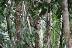 Chrysocolaptes guttacristatus