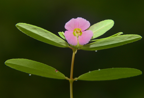 Euphorbia concanensis