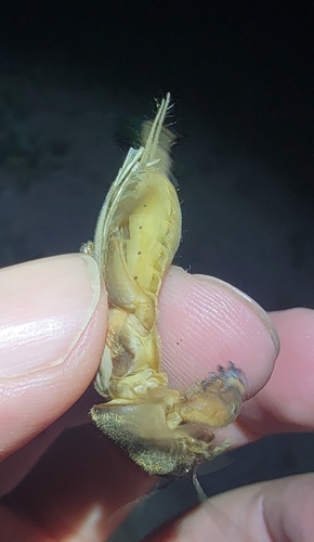 Oriental Mole Cricket