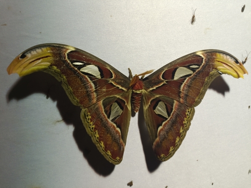 Atlas Moth