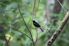 Leptocoma calcostetha
