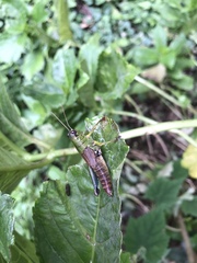 Parapodisma setouchiensis
