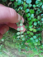 Metrosideros carminea