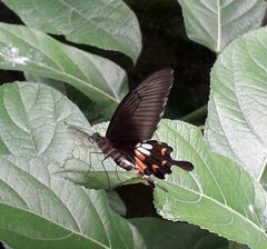 Papilio polytes