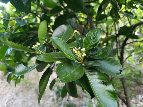 Psychotria mariana observed 2025-05-30