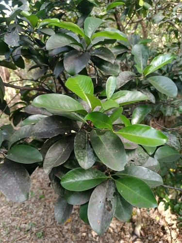Psychotria mariana observed 2025-05-30